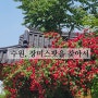 수원 행리단길 장미스팟을 찾아서 (ft:화홍문공영주차장/콜마이키친/소품샵옆)