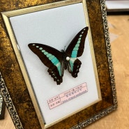 나비 표본 - 청띠제비나비