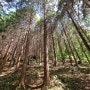 사천 용두공원, 편백숲에서 힐링하고 아이들과 즐길 수 있는 곳
