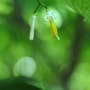 홍릉수목원 박쥐나무 꽃이 궁금-2