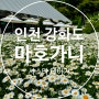 서울 근교 샤스타데이지 구경 가능한 인천 강화도 마호가니/도레도레 카페