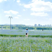 240518.토.남양주 삼패공원 수레국화 예뻐요.^^♡♡