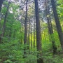 5월 숲 나들이 아름다운 숲 무주 덕유산 국립공원 자연휴양림