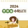 2024 햇마늘 수확시기 마늘가격