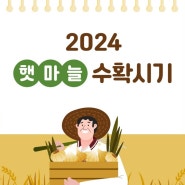 2024 햇마늘 수확시기 마늘가격