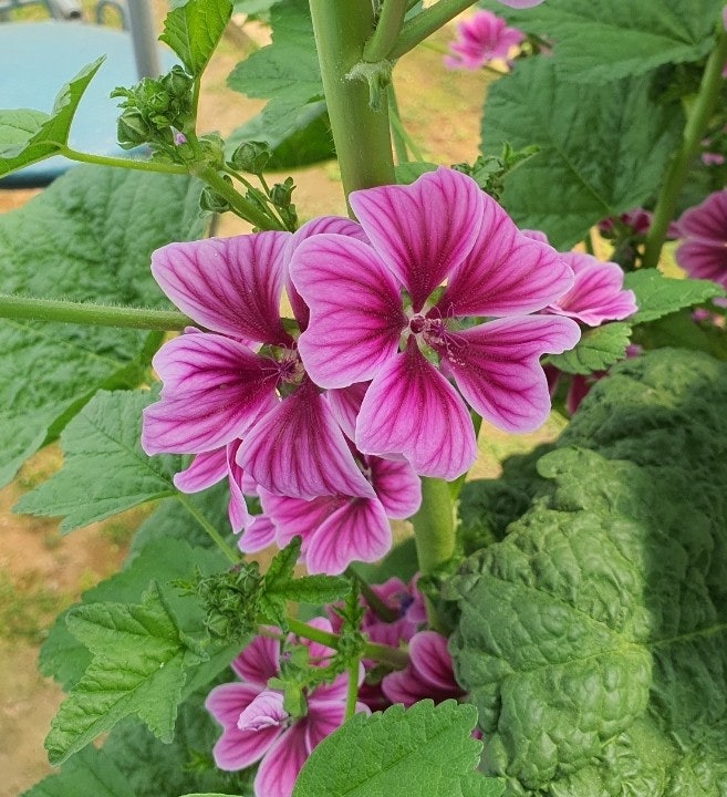 자연발아 당아욱 Mallow flowers : 네이버 블로그
