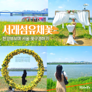 서래섬 유채꽃 축제 반포한강공원 해치카 서울 꽃구경 5월 가볼만한곳
