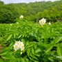 [영월나우리터] 유기농 분감자 재배 - 감자꽃은 언제 봐도 예쁘다.