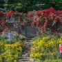 청주 5월 즐길거리가 있는 용암동 장미터널 장미축제