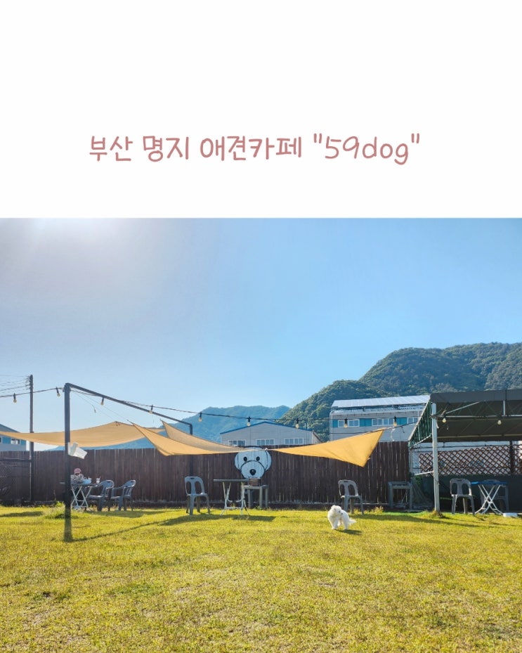 부산 강서구 명지 애견카페 59dog (음료포함 입장료 good)