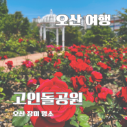 오산 장미 명소 고인돌공원 실시간 장미 개화상황