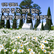 인천 강화도 - 데이지 꽃 명소 마호가니 카페 평일 오픈런 후기