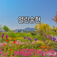열린송현 공원 녹지광장 산책하며 꽃구경 하기