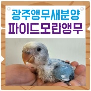 광주 앵무새 분양! 파이드 모란앵무 이유조 / 애교쟁이 앵무새 :: 전남 전북 앵무새카페