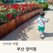 부산 장미원 개화 상태 주차장 포토존 아이와 장미공원 방문