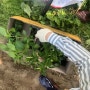 [도시농부 텃밭일기 주말농장] 시작 - 작물을 키우기 위한 준비와 모종심기 (1주차)