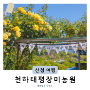 경남 드라이브 진주 근교 5월 가볼만한곳 산청 장미 명소 천하태평장미농원