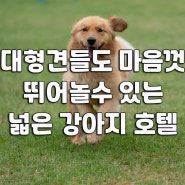 덩치 큰 대형견들도 마음껏 뛰어놀수 있는 대형견호텔 #부산김해강아지호텔