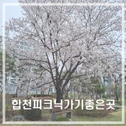봄을 만끽할 수 있는 피크닉명소_합천 일해공원