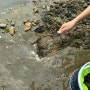 당진 왜목마을 해수욕장 갯벌체험 해루질 물때표 주차 입장료 정보