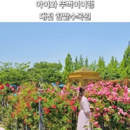 대전 한밭수목원 장미 실시간 관람 팁 사진 팁 장미명소 대전 가볼만한곳