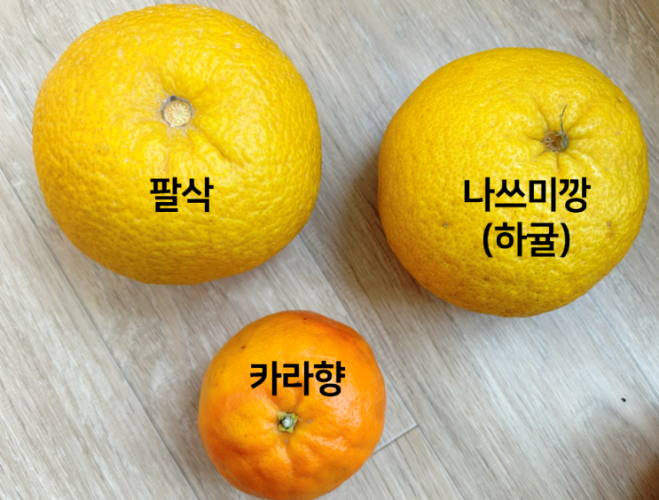 [귤특집] 제주도 큰귤나무 정체, 팔삭,나쓰미깡, 하귤 먹는 방법 상세 소개, 맛 비교 : 네이버 블로그
