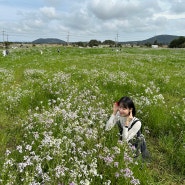 제주도 동쪽 가볼 만한 곳 4월 5월 꽃 스냅 명소 제주 성읍 갯무꽃밭