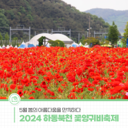 2024 하동북천 꽃양귀비축제! 봄의 아름다움을 만끽하다🍃