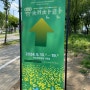 2024 한강 서래섬 유채꽃 축제