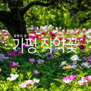 가평여행 설악면 작약꽃 절정 서울근교 당일여행 드라이브 하기좋은곳