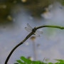 가시측범잠자리(Trigomphus citimus)