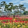 경남 가볼만한곳 밀양 장미공원 꽃구경 축제