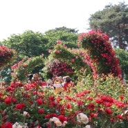 2024 곡성세계장미축제 둘째날 장미공원 풍경(둘)
