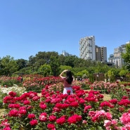 부산 장미 명소 꽃구경 화명장미공원