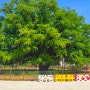 인천대공원 쪽 소래산 입구와 장수동 새 단장한 오월의 은행나무