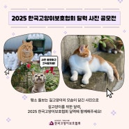 [공모전] 2025 한국고양이보호협회 달력 사진 공모전을 시작합니다!