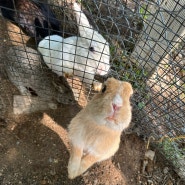 [천안]성거읍 숲속카페 소댕이카페 토끼먹이주기체험