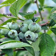 옥상 텃밭 채소 대파키우기 블루베리 애호박 오이 상추 자소엽 고추 키우는법
