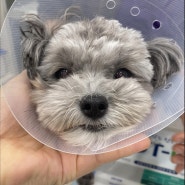 [세종시 동물병원] 고운동물병원 대퇴골두절단수술(FHO)