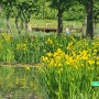 거창 가족여행 2박 3일- 창포원의 노란 꽃창포
