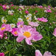 인천서구 수도권매립지 드림파크야생화단지는 작약꽃과 수국등 여름꽃이 너무 멋져요^^