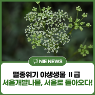 멸종위기 야생생물 Ⅱ급 서울개발나물 100개체 서울식물원 습지 이식