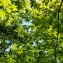 (5/1) 유아숲 놀이실습 월드컵공원 나무이름 김가네 장칼국수