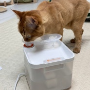 물 잘 먹는 우리집 냥이를 위한 선물, '도그케어 2.5L 고양이정수기'