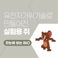 [한눈에보는 BIO] EP.5 유전자가위기술로 만들어진 실험용 쥐