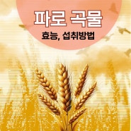 고대 이집트에서 온 파로 곡물 효능 그 놀라운 건강효과