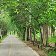 서울근교 당일치기 산책코스 공릉천이 흐르는 남경수목원 근처 벚꽃터널 매미네길