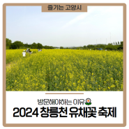 2024 창릉천 유채꽃 축제에 방문해야 하는 이유!🌼