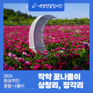 2024 영천 작약 꽃나들이 삼창리, 정각리 환상적인 꽃밭 나들이