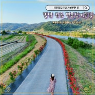 밀양 상동명품장미꽃길 3.1km 꽃길 드라이브코스 - 5월 대구근교 가볼만한 곳으로 추천(위치, 주차)